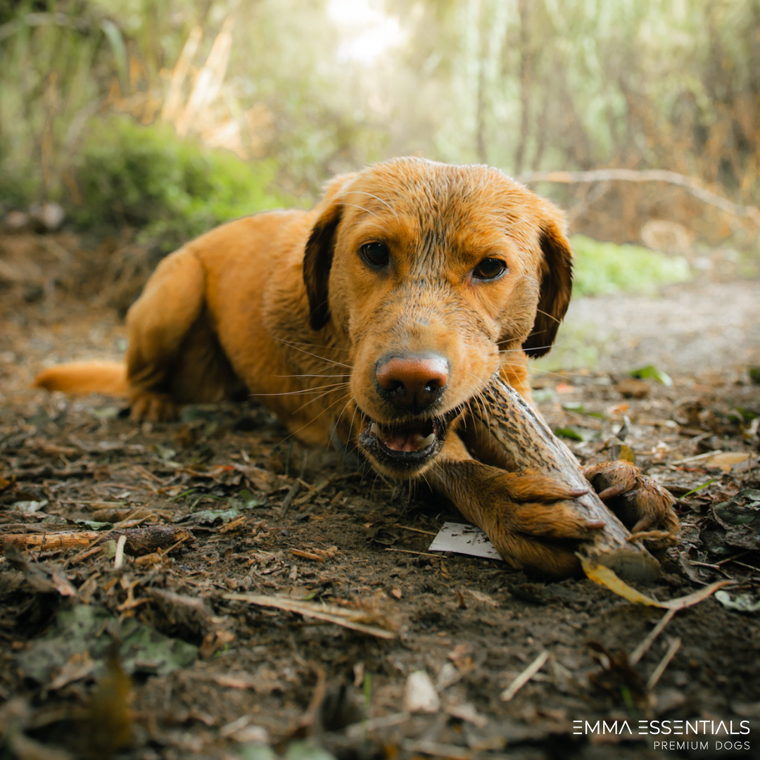 Hueso mordedor para perros de asta de ciervo