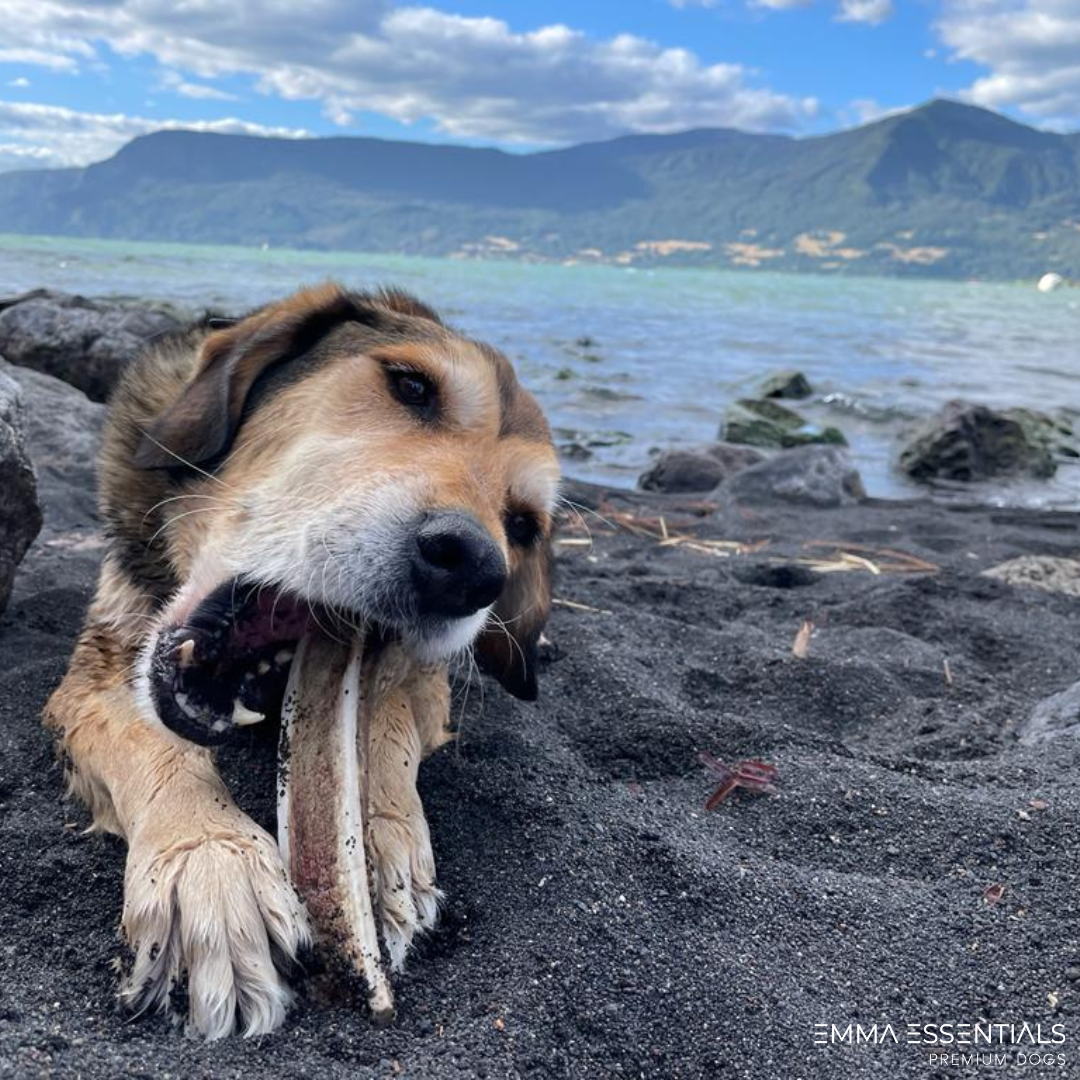 Hueso mordedor para perros de asta de ciervo