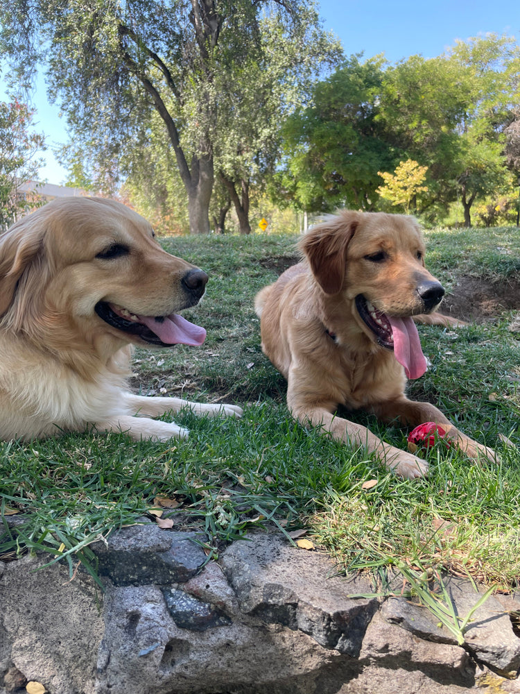 Tu perro merece lo mejor, ¡Nosotros te ayudamos!